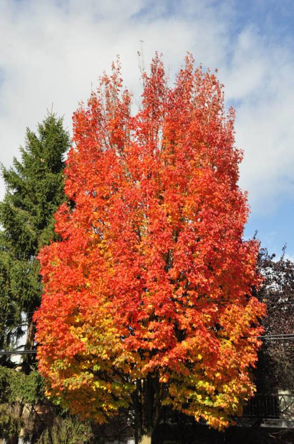 As lindas cores de Outono em Vancouver, no Canadá